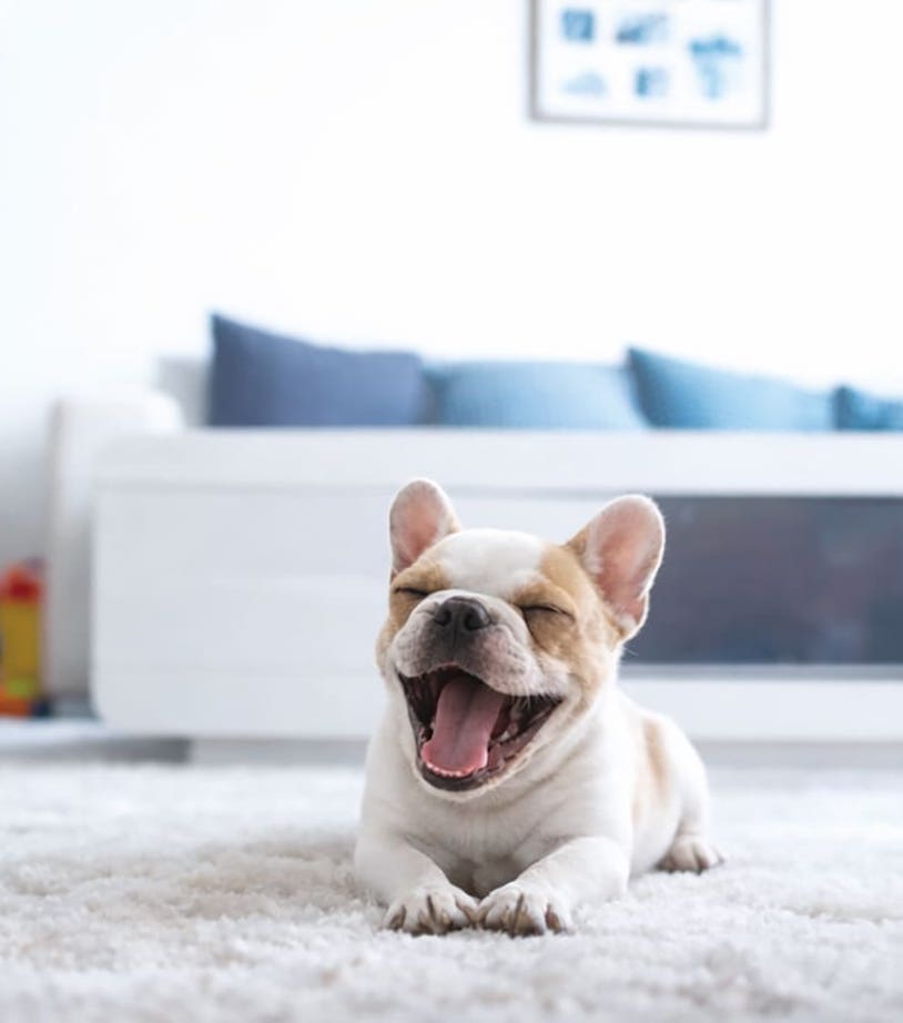 家族と犬がリビングでくつろぐ様子