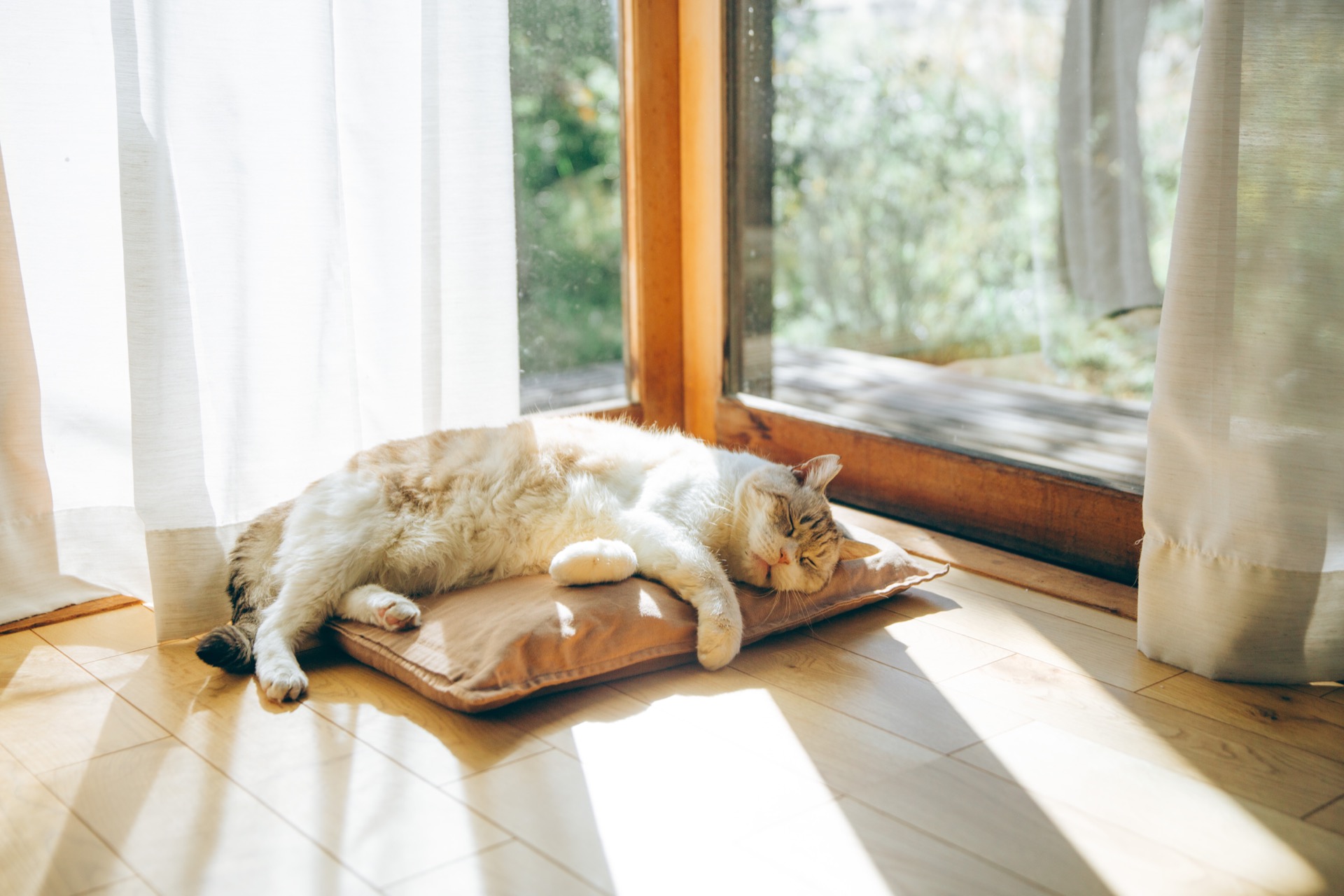 くつろぐ猫