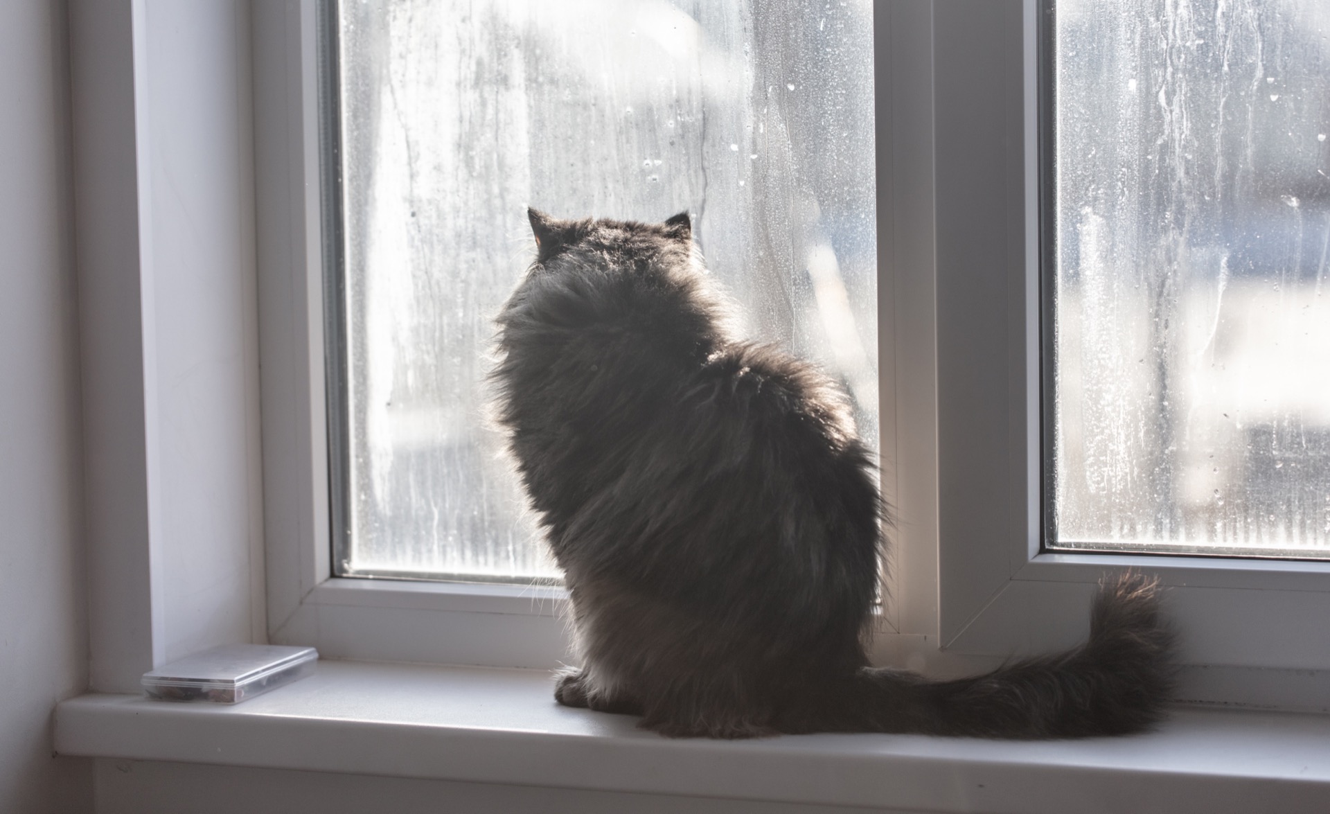 窓辺でくつろぐ猫