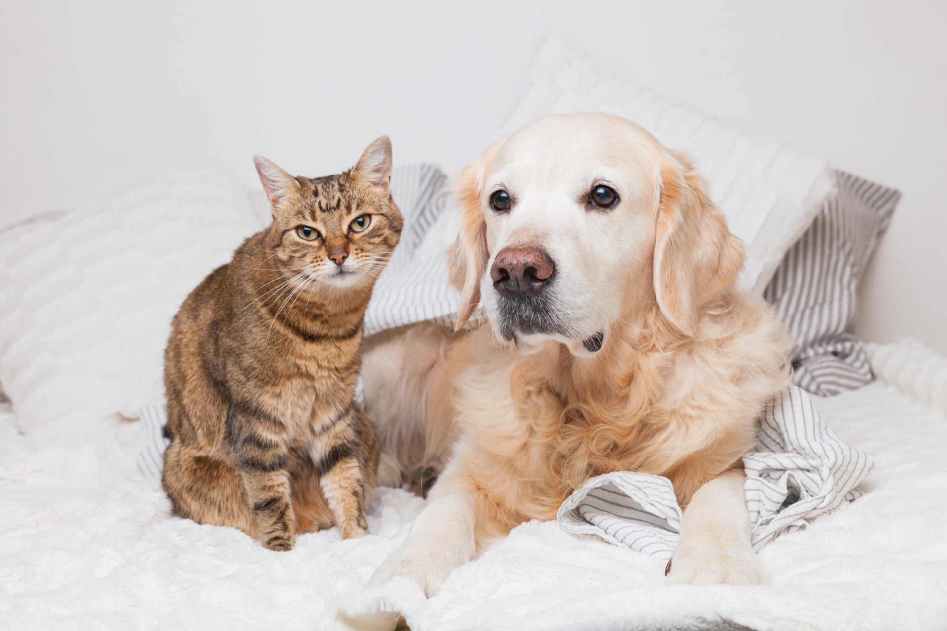 犬と猫